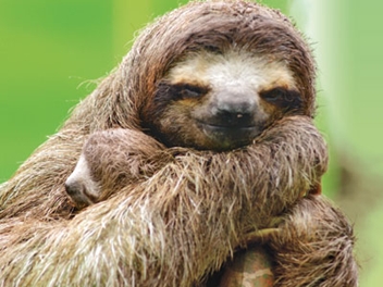 Image result for sloth hug