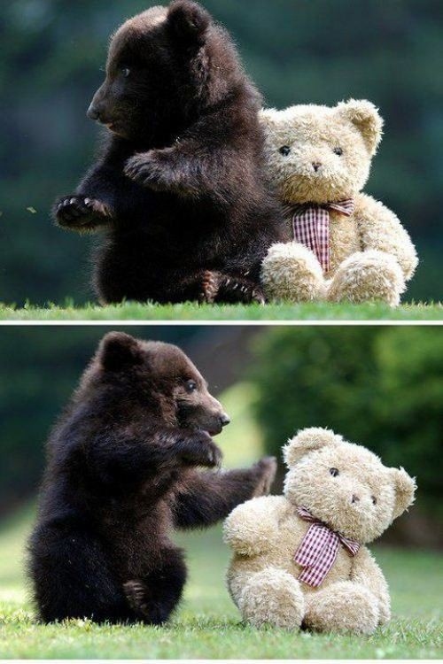 Go get some Hugs! Bear